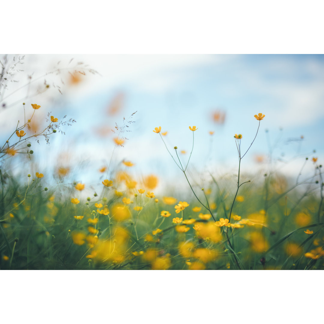 Sommerwiese von Borchee - Set ohne Rahmen auf Leinwand