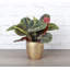 Live Red Prayer Plant in Classic Pot-72624927