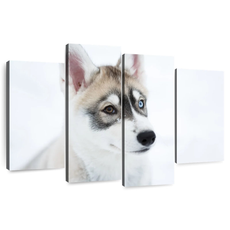 Brampt Glaring Husky, 22" H x 36" W