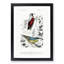 Bird Illustrations PL. 16 by Charles d Orbigny - Framed Print-55457089-55457091