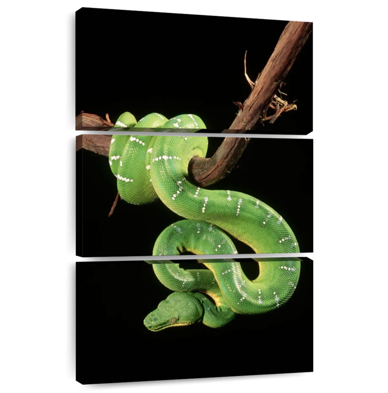 Brampt Hanging Emerald Tree Snake, 45" H x 28" W