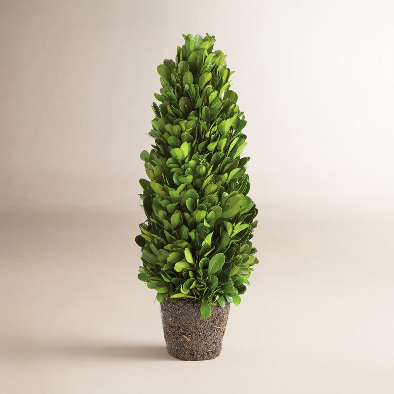 Alby Faux Plant, 12" H x 4" W x 4" D