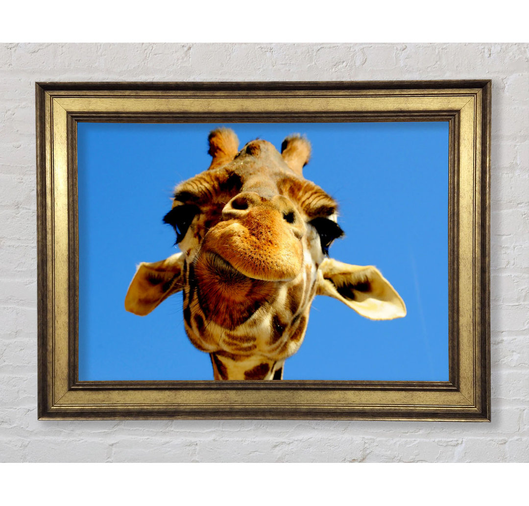 Giraffe Lächeln - Bilderrahmen Kunstdrucke