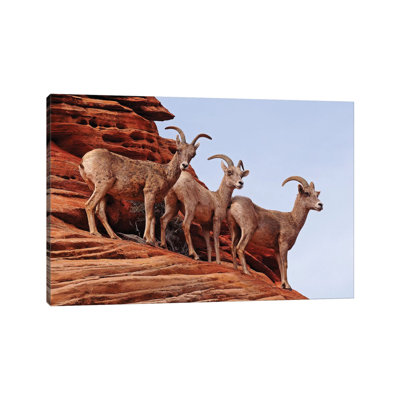 " Desert Bighorn Sheep " by Brian Wolf
