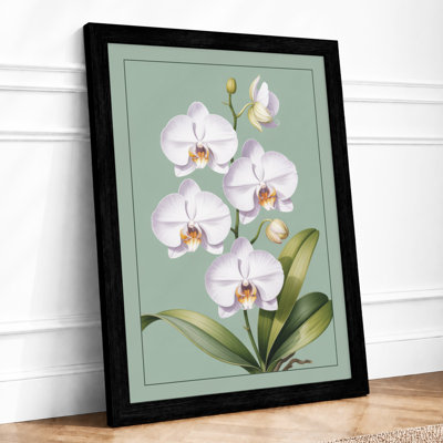 White Orchids In Bloom Botanical - Print