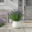Outdoor UV-Rated Lavender in Fiberstone Pot