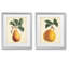 Poires simples-ensemble de 2 reproductions d’art graphique encadrées sur papier