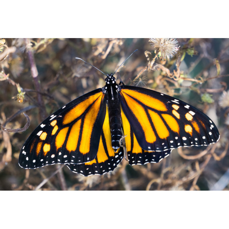 Papillon monarque Kollman sur toile, H 32 po x l 48 po