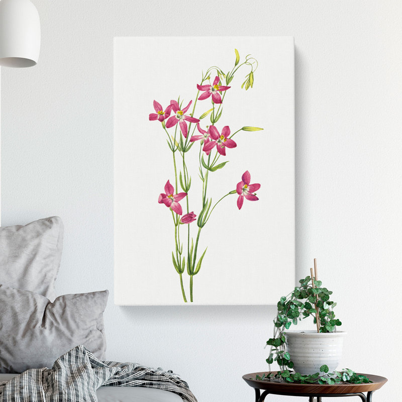 Centaurium by Mary Vaux Walcott - Wrapped Canvas, 50cm H x 35cm W x 3cm D