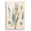 Art mural en verre Gladiola-166510632