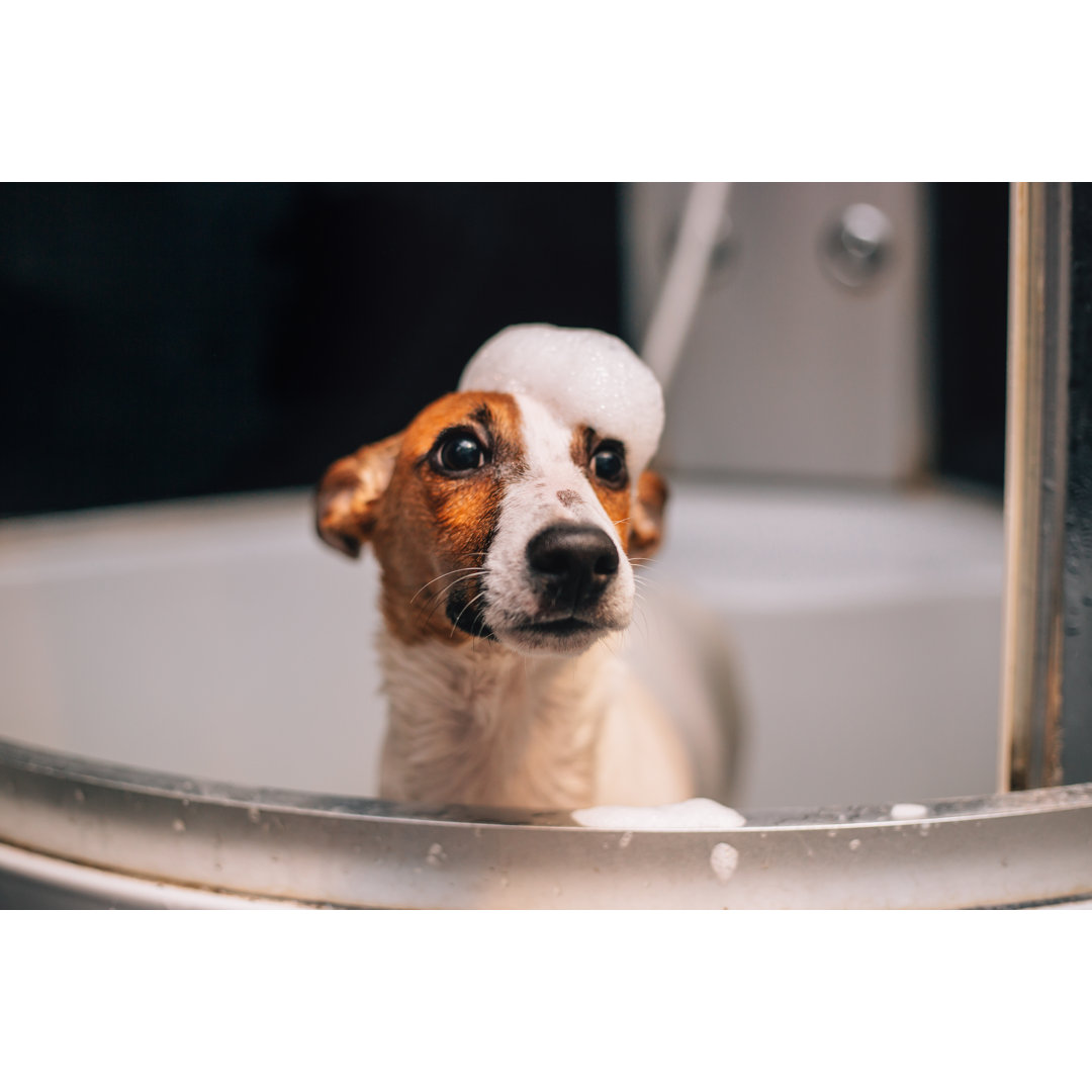 Jack Russell Terrier Hund beim Baden von Obradovic - Kunstdrucke auf Leinwand ohne Rahmen