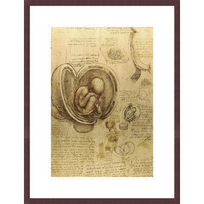 Study of fetus by Leonardo da Vinci -Framed Giclee Print