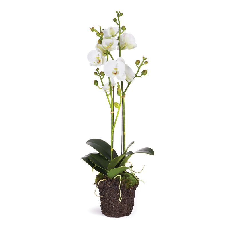 Arrangement floral Stiles Orchid en pot