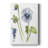 " Pansy Study I "-301564936