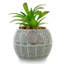 5.5'' Faux Succulent in Pot