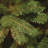 Newberry Spruce Christmas Tree-2002216231