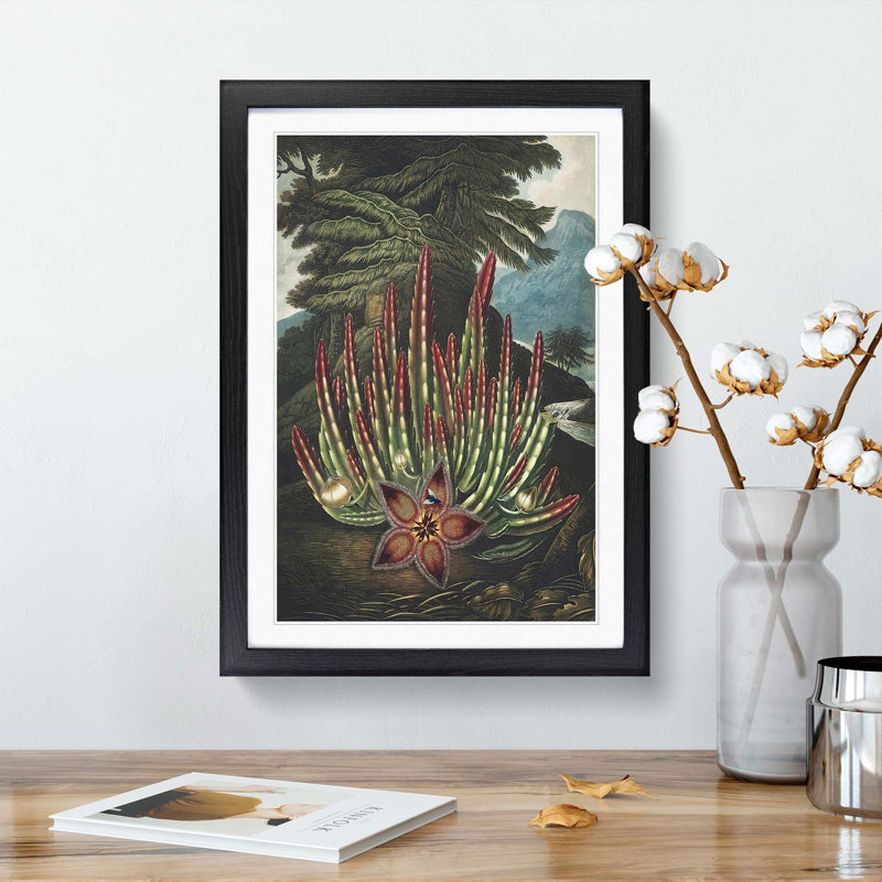 Stapelia Plant by R.J. Thornton - Picture Frame Art Print, Black Framed, 65cm H x 48cm W x 2cm D
