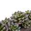 Succulent artificielle 2,25" en pot de fleurs