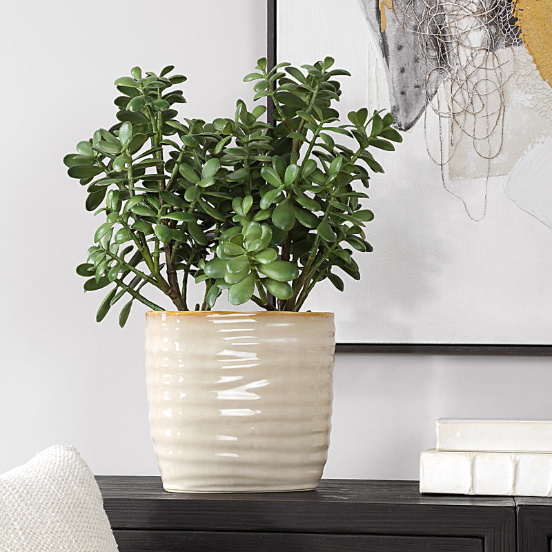Winslow Accent Plant