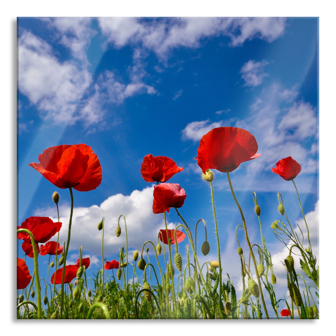 Glasbild Wiese mit Blumen