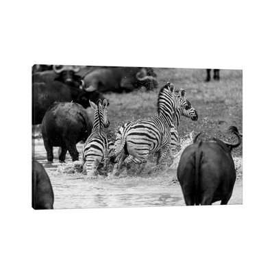 Zebras And Wildebeests by Anders Jorulf - Wrapped Canvas Print