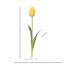 Tulipe Holland 23 "Just Cut-1011790127