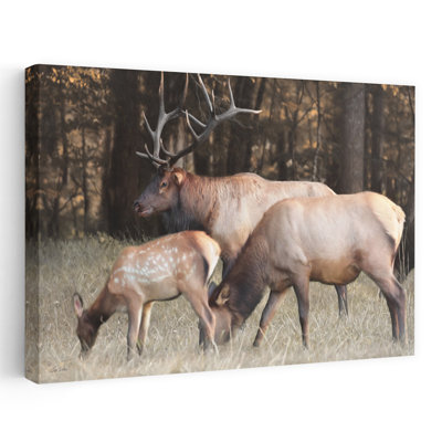 Family of Elks - Photographie contemporaine Elks Family of Elks Art