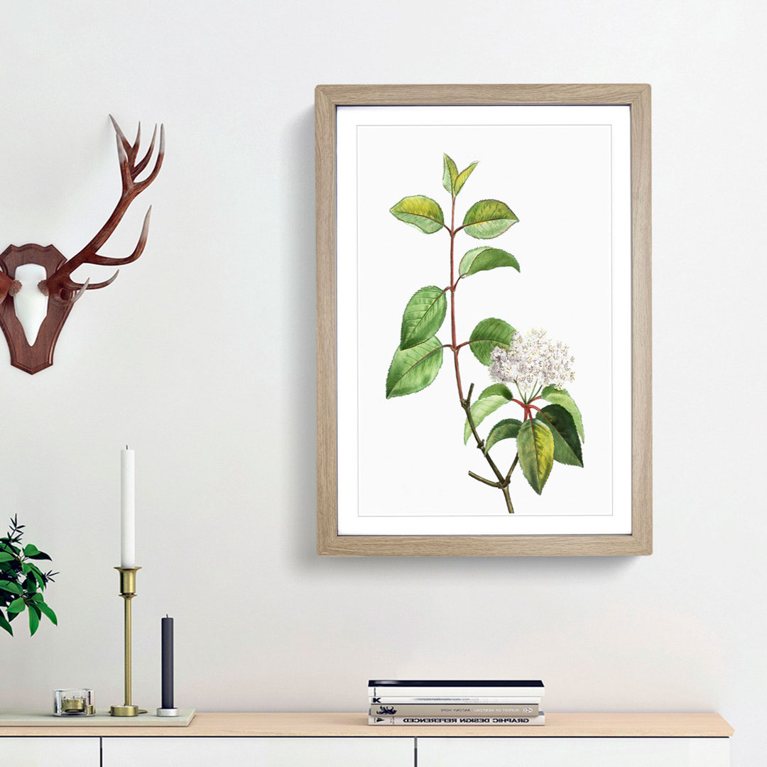 Blackhaw Tree Flowers by Pierre-Joseph Redoute - Picture Frame Art Print