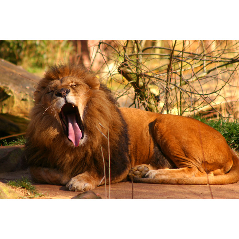Yawning Lion by CamiloTorres - Wrapped Canvas Print, 81cm H x 122cm W x 3.8cm D