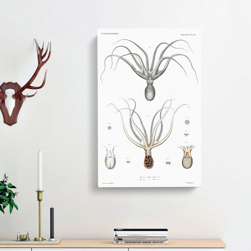 Octopus Illustration by A.A. Gould - Wrapped Canvas, 91cm H x 60cm W x 3cm D