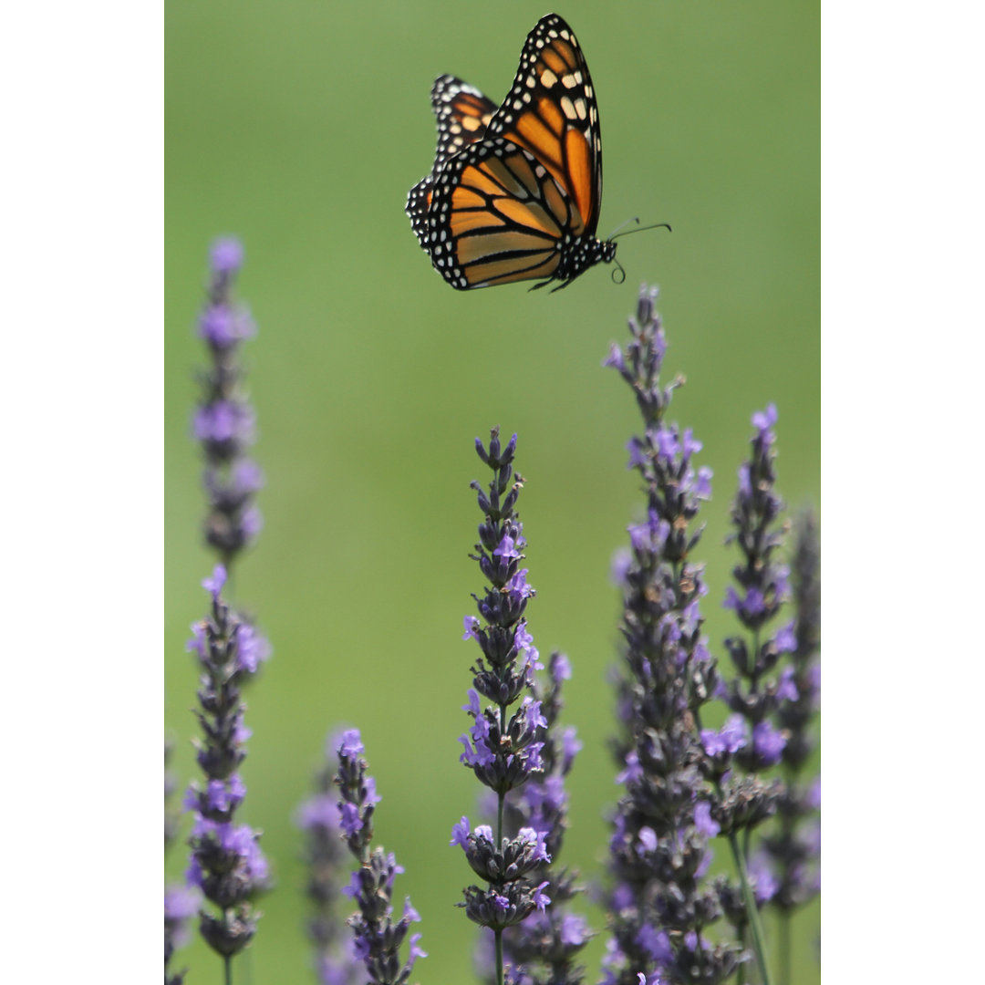 Monarch Schmetterling von Cjmckendry - Druck