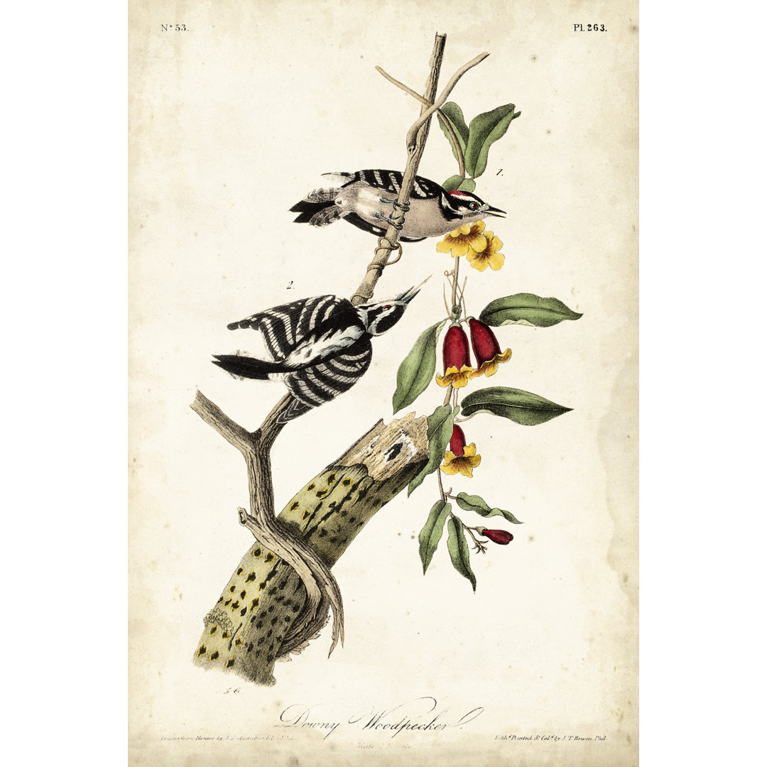 Downy Woodpecker by John Audubon - Painting