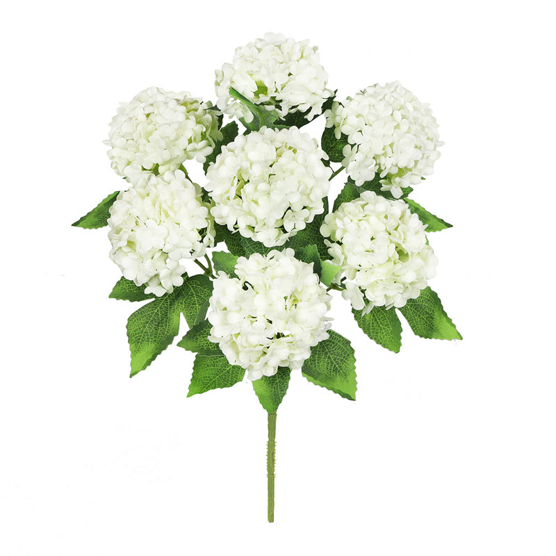 Guelder Rose Snow Ball Bush, Cream White/Green