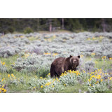 Among The Balsam Root Print by Curt & Stacy Howell