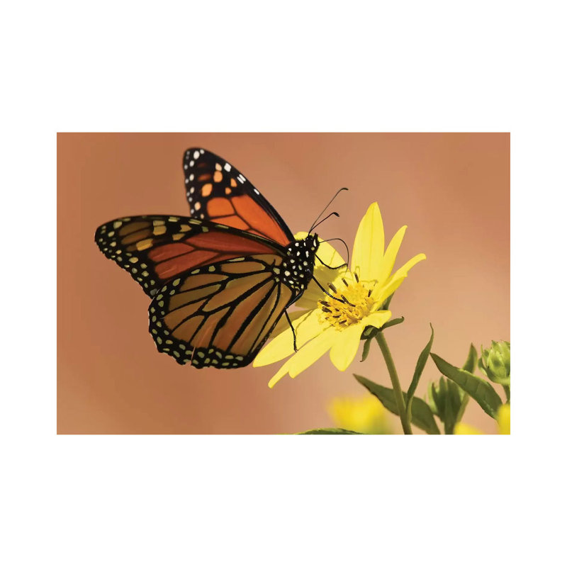 Monarch Butterfly by Brian Wolf - Wrapped Canvas Print, 20.32 cm H x 30.48 cm W