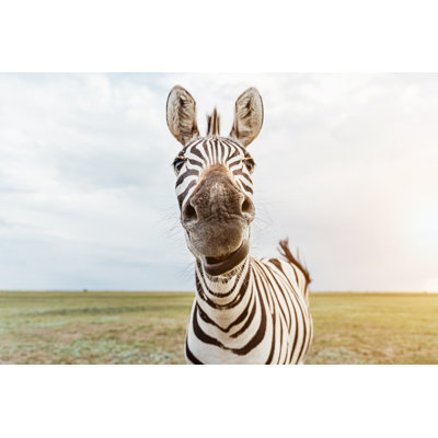 Zebra Portrait. - Wrapped Canvas Print