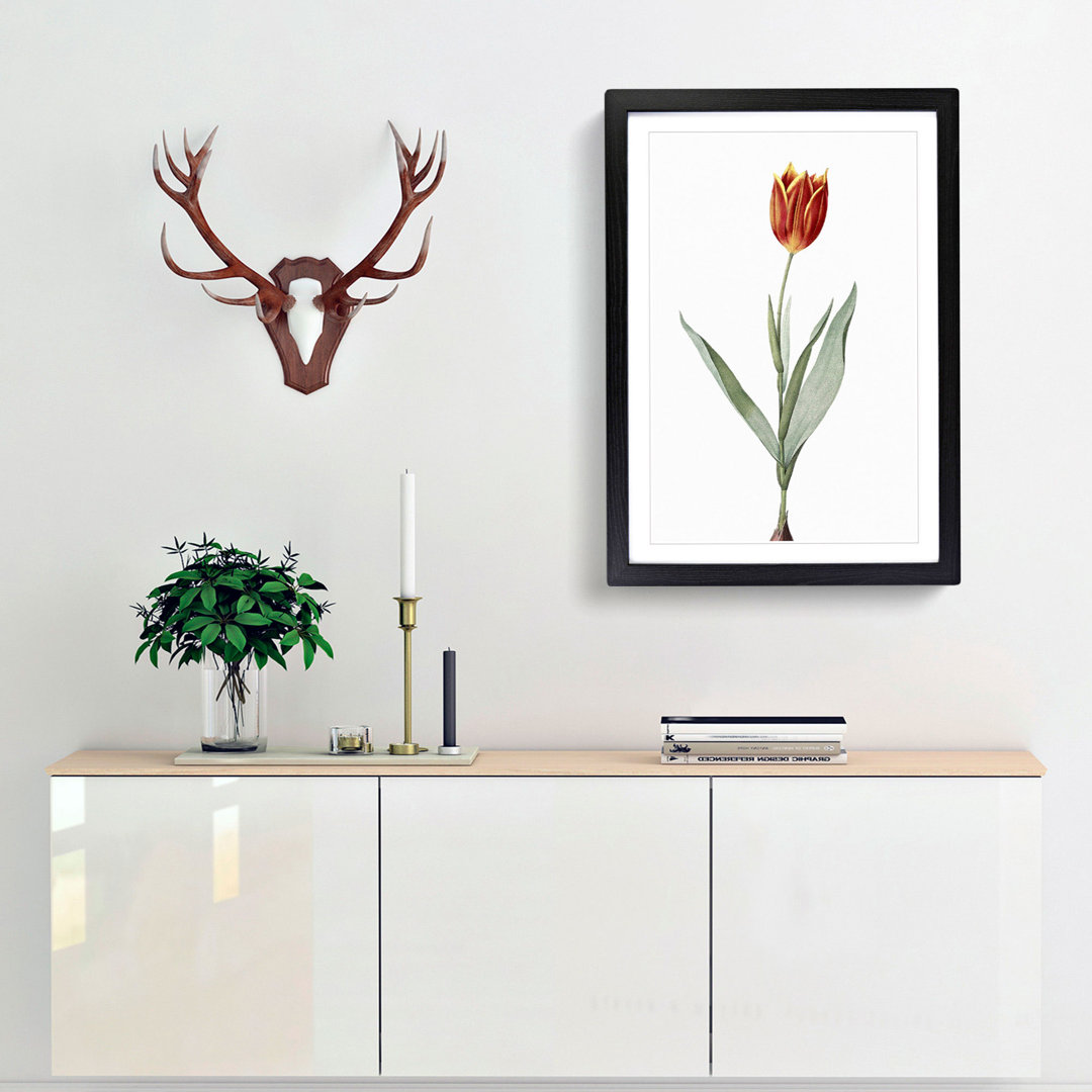 Tulip Flower by Pierre-Joseph Redoute - Framed Print