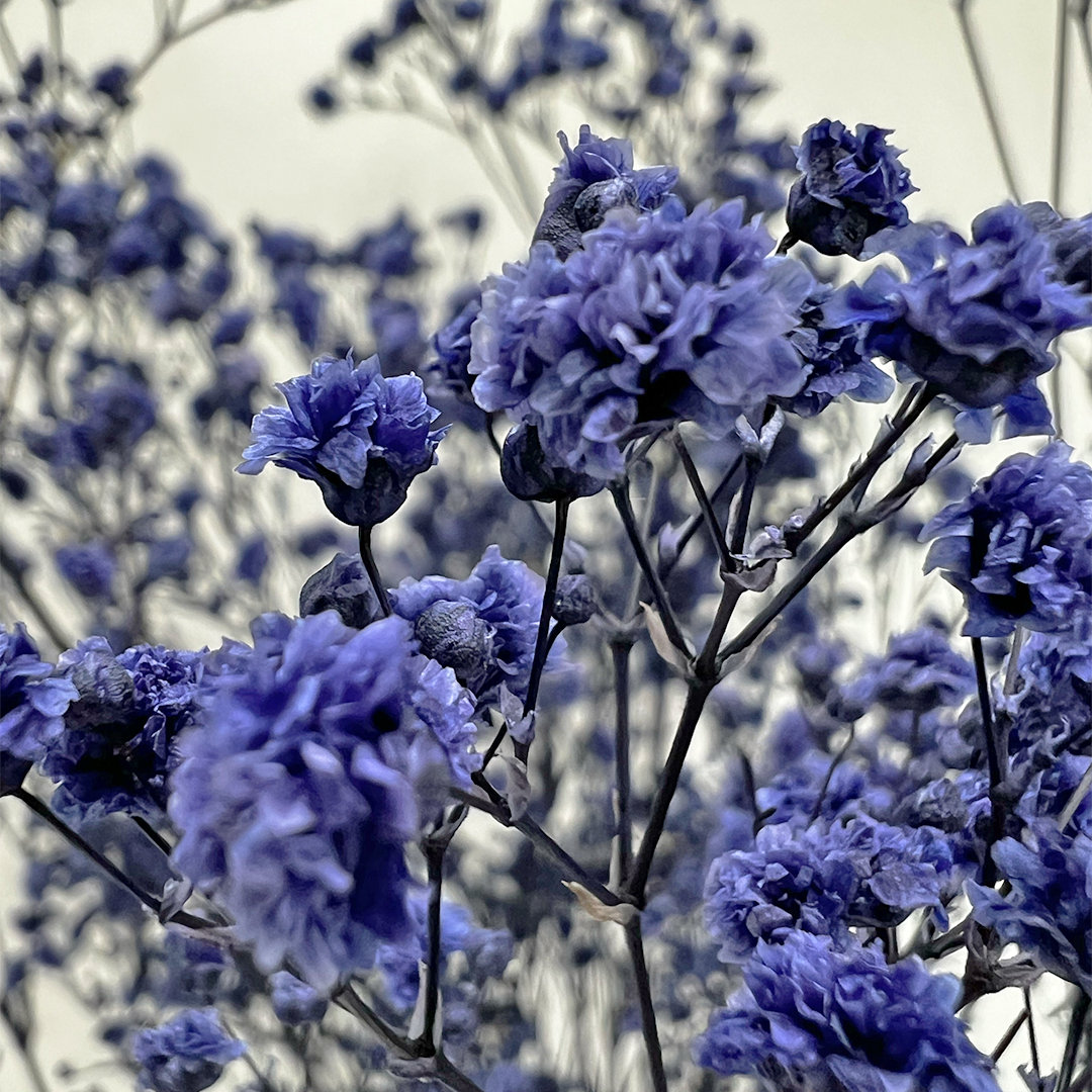 Dried Preserved Baby's Breath Stems, Blue Purple