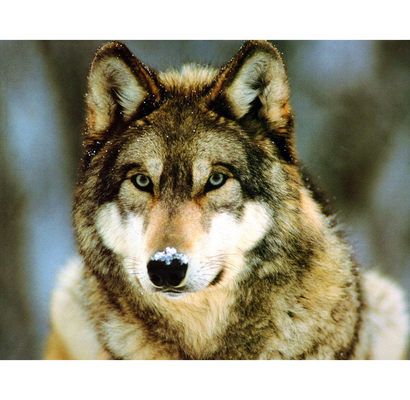 Loup gris, H 19 po x l 24 po