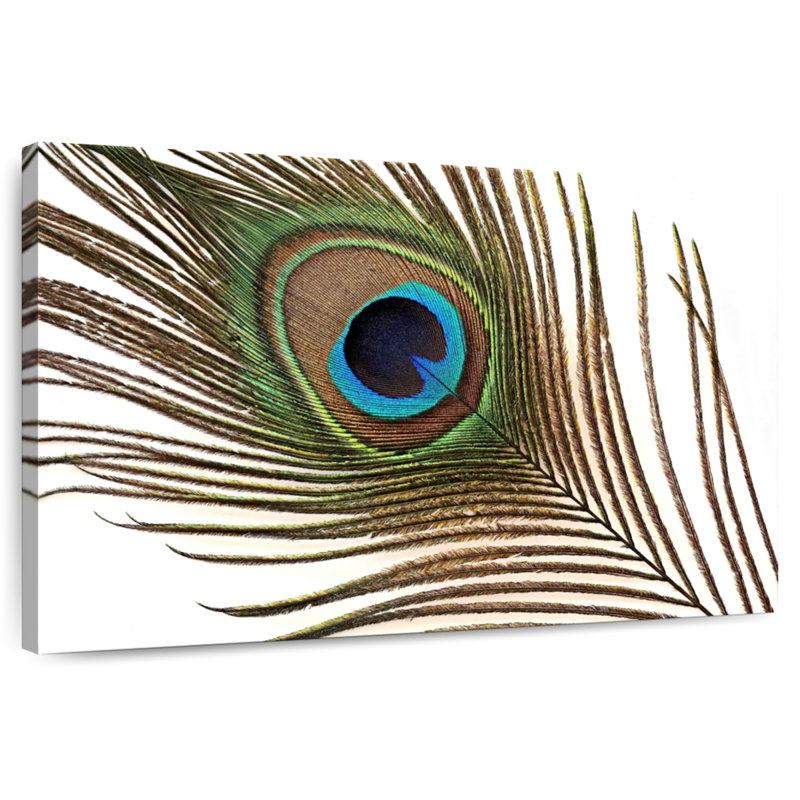 Plume de paon Brampt, H 26 po x l 39 po