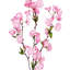 Fleur de cerisier en fleurs-1556286117