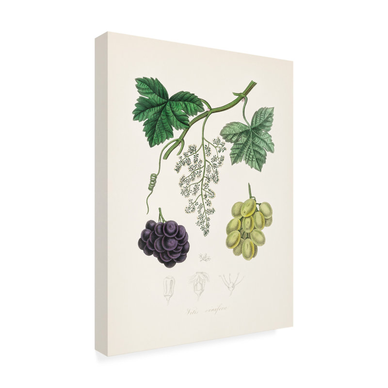 Œuvre sur toile botanique à la bolognaise, John Stephenson, H 19 po x l 14 po