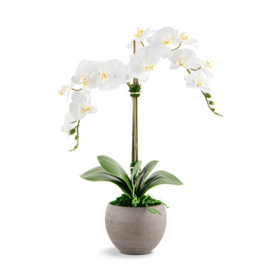 Arrangement Cassis RealTouch Orchid