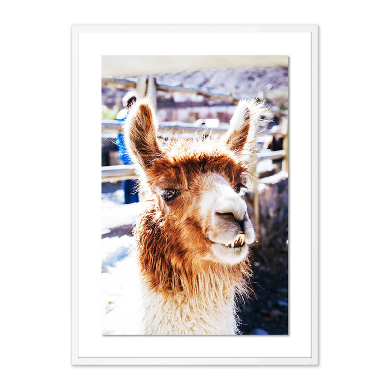 Llama BW Print by Erica Singleton, White, 40" H x 29" W x 2.5" D