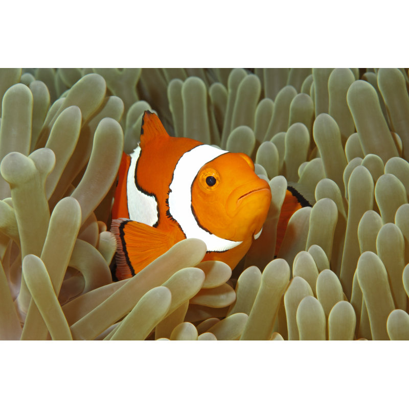 Clownfish - Wrapped Canvas Print, 30cm H x 46cm W x 3.8cm D