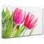 Pair of Pink Tulip Flowers - Wrapped Canvas Photograph Print-56632851