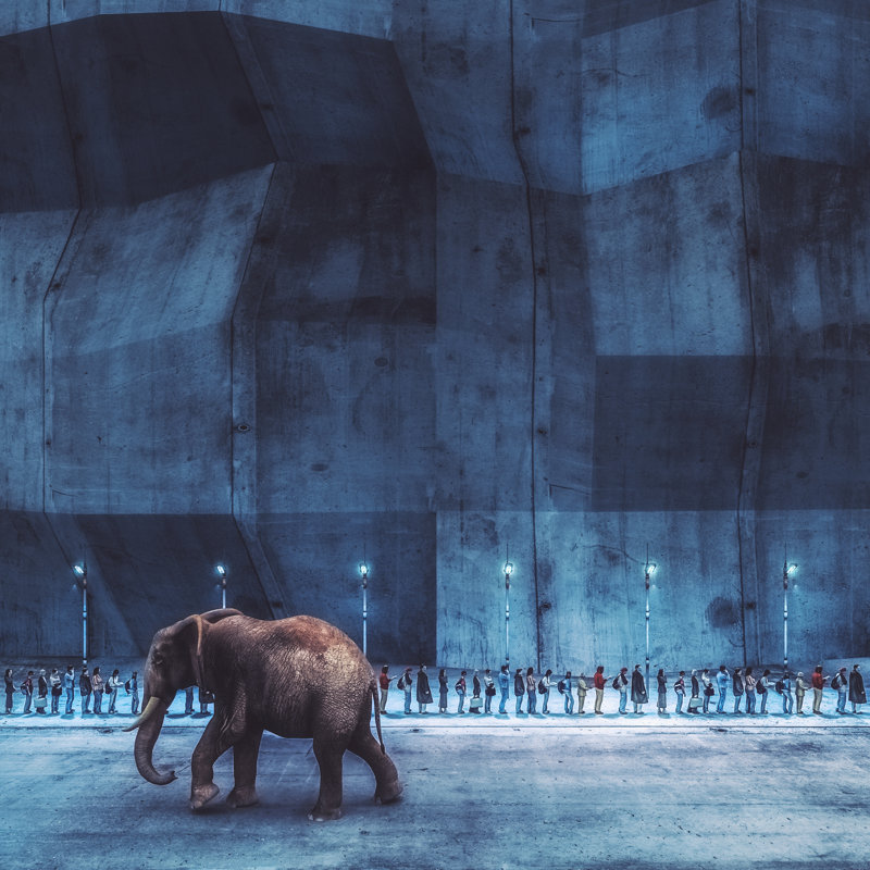 Elephant Walking On The Street - Wrapped Canvas Print, 76cm H x 76cm W x 3.8cm D