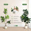 48cm Plant