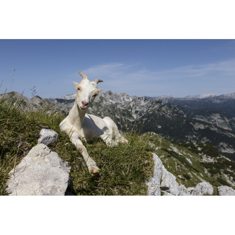 Goat by Frizi - Wrapped Canvas Print, 30cm H x 46cm W x 3.8cm D