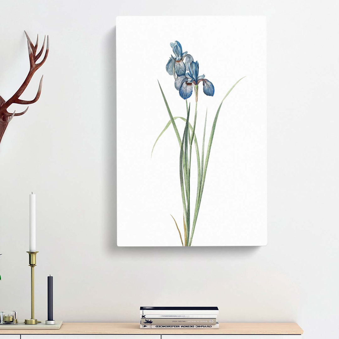 Iris Pratensis by Pierre-Joseph Redoute - Wrapped Canvas